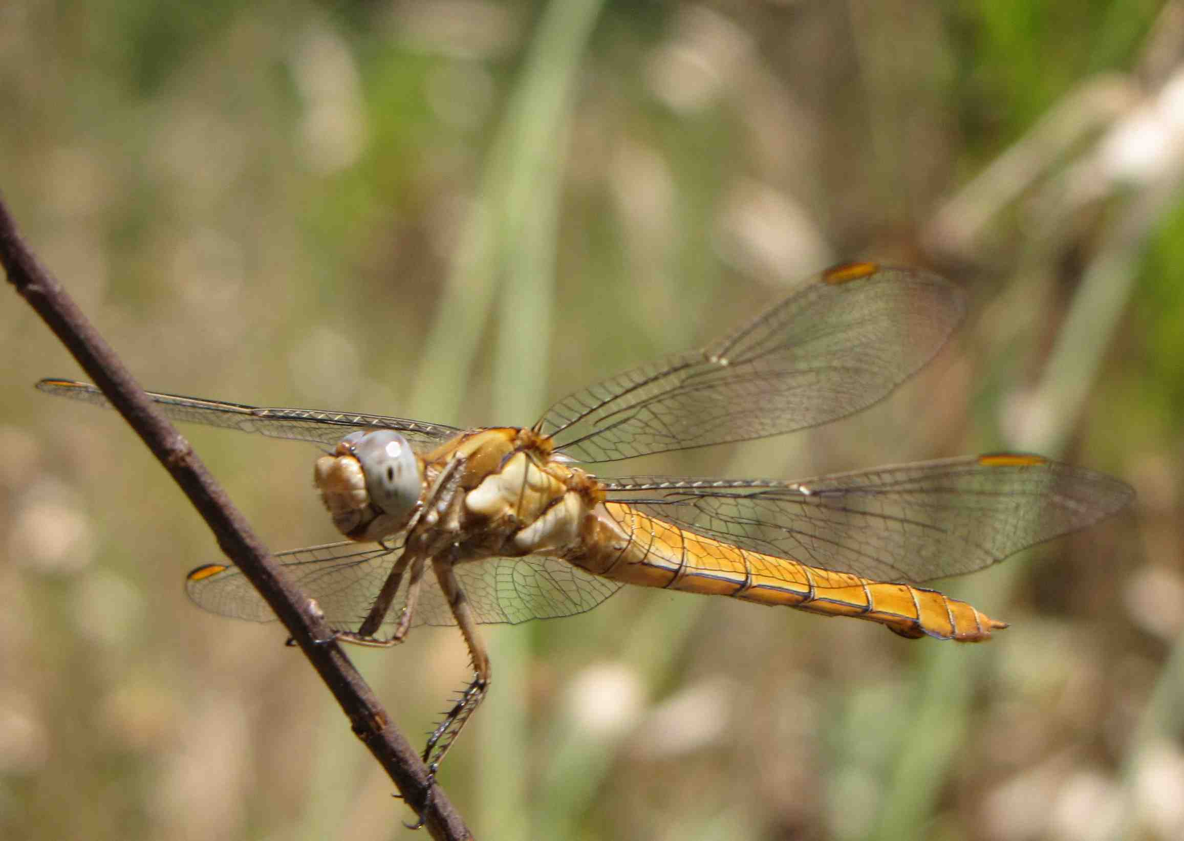 libellula gialla - Orthetrum brunneum